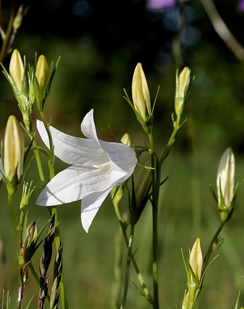 Campanula persicifolia `Weisse Glocke`